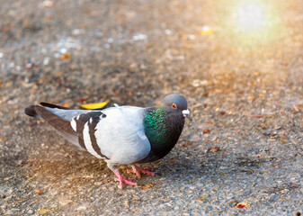 Pigeon on a ground or pavement. Dove on blurry background on the city street. Rock Pigeons concept photo. Urban pigeons on the pavement, living on discarded food and offerings of birdseed.