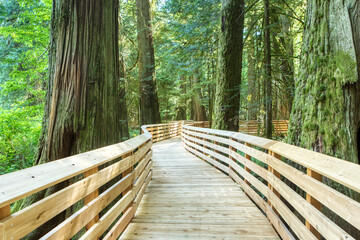 Obraz premium Wooden bridge structure under construction in the middle of an old forest