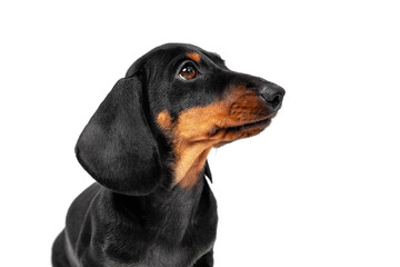Cute small Dachshund puppy with long hanging ear and brown eyes looks up posing for camera on white background close view