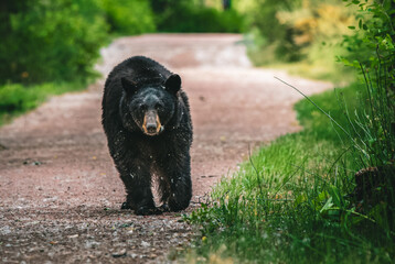 black bear walking towards the camera  