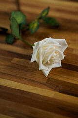 White rose on wooden table