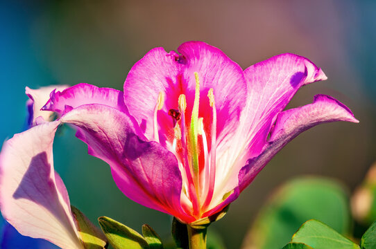 "Hong Kong Orchid Tree" Images – Browse 650 Stock Photos, Vectors, and Video | Adobe Stock