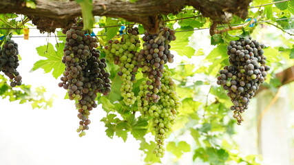 Large bunch of grape on the vine, Vineyards in autumn harvest. Ripe grapes in fall, fruit concept.
