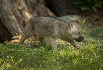 Naklejka na ściany i meble Wolf Cub emerging from the den