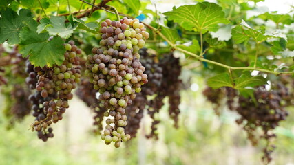 Large bunch of grape on the vine, Vineyards in autumn harvest. Ripe grapes in fall, fruit concept.