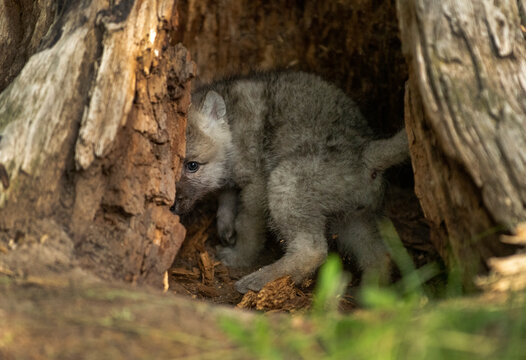 Wolf Cub emerging from the den
