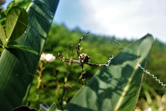 spider in its web among the babana leaves
