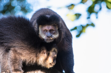 Close up de macaco-prego
