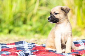 Baby dog ​​on a blanket