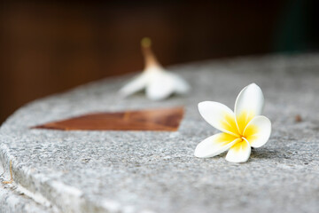 frangipani flower on stone table