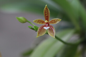 Beautiful orchid flower