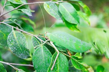 green leaf grasshopper It disguised itself to blend in with the leaves on which it lived.
