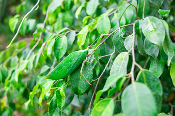 green leaf grasshopper It disguised itself to blend in with the leaves on which it lived.