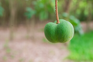 The fruits and seeds are the green color of the rubber tree.