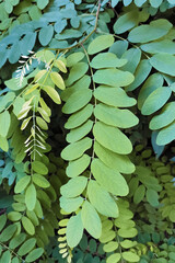 green leaves of acacia close up