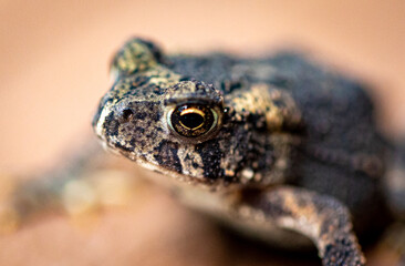 close up of a frog