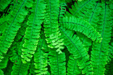 Green maidenhair fern leaves