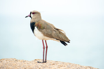 southern lapwing bird on rock