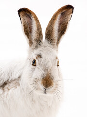 A white-tailed jackrabbit with white coat in winter portrait