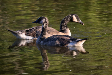 Canada Goose chicks almost full grown with adult colouring coming in with just a bit of downy feathers left to shed on head and neck in summer evening light