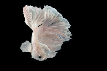 Bettas Siamese Fighting Fish