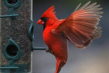 Cardinal landing on bird feeder with spread wings
