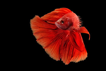 Bettas Siamese Fighting Fish