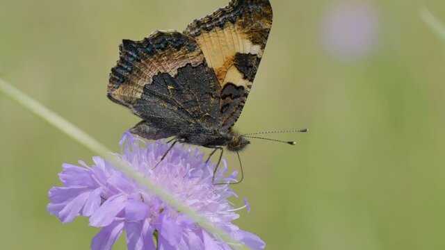 Extreme macro view of pretty butterfly working and collecting pollen of purple flower. High quality film shot.