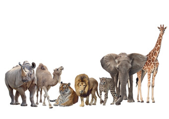 Group of animals isolated on white background.