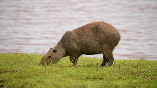 A large single Capybara stands next to a river and eats grass in South America