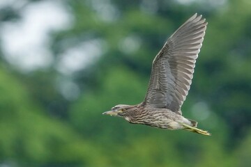 グリーンバックに優雅に飛ぶホシゴイ（ゴイサギ幼鳥）