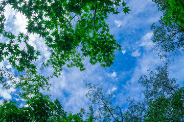 カエデ 緑 　空