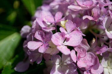 雨上がりのアジサイ