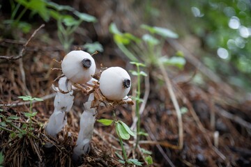 ”銀竜草（ギンリョウソウ）”の実／長野県の八千穂高原【Monotropastrum...