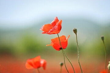 Blooming buds of scarlet poppies close-up. Poppy field with red flowers, blurred background.