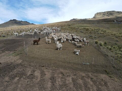 Ovejas , Alpacas, Huanaco, lana, carnero