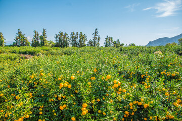 There are many tangerine trees in Jeju Island.