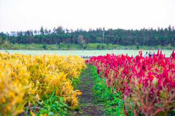 Field with colorful flowers at sunset
