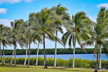 Coconut palm trees near river