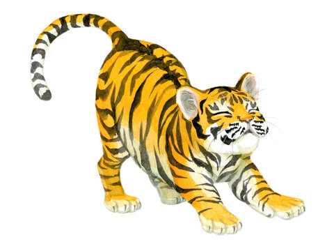 A stretching baby tiger painted in watercolor