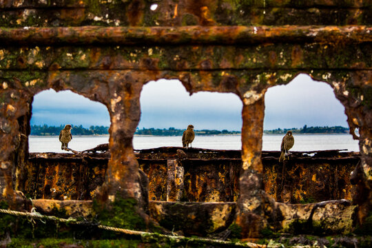 Varco viejo y 3 tiuques