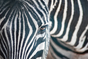 black and white portrait of the eyes of a young zebra close up