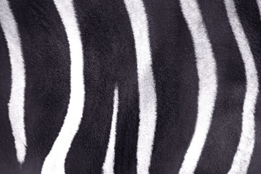 black and white texture of zebra stripes close up