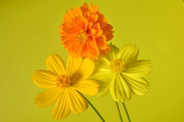 Two shades of yellow with orange Cosmos flower on a yellow background. Wall art.......