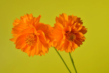 Two Orange Cosmos flowers, Mexican Aster (Cosmos bipinnatus) on a yellow background