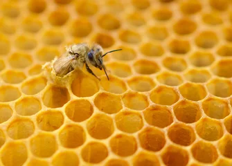 Fotobehang A new Honey Bee (Apis mellifera) emerging from its brood cell with its head, thorax, front leg, and part of its wing outside of the wax cell.  Closeup.  Copy space. © maria t hoffman