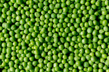 Fresh green peas. Lots of peas. Closeup