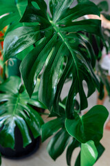 Naklejka na ściany i meble Moisturized Monstera green leaves or Monstera Deliciosa. Philodendron monstera textures.