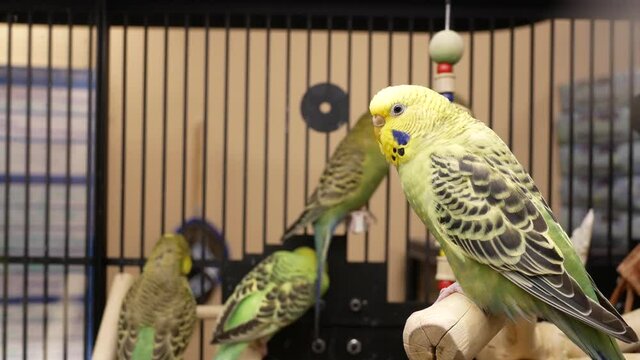 The motion of fancy parakeet in a cage inside PetSmart store with 4k resolution.