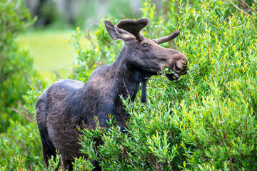 A young bull moose nibbles on some willow leaves.